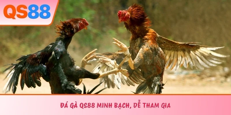 Đá gà QS88 minh bạch, dễ tham gia 